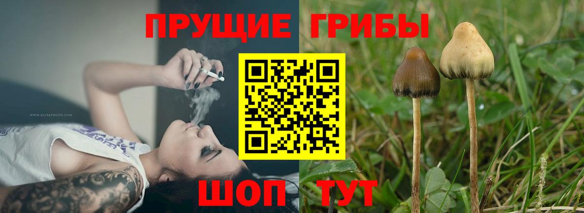 Усинск  Галлюциногенные грибы Psilocybe  Вход с VPN 